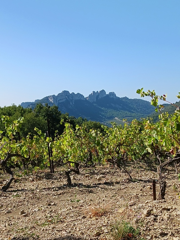 Les dentelles de Montmirail