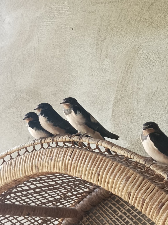 Nos amis les hirondelles