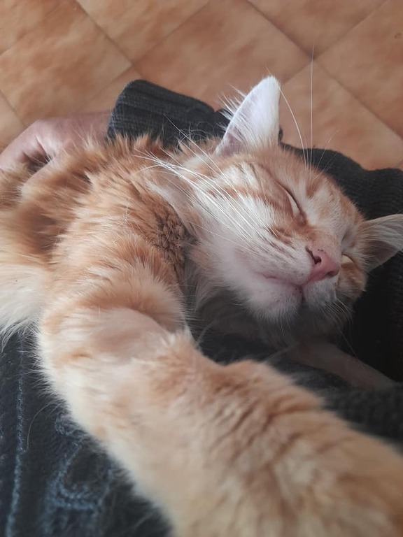 Neko, le chat