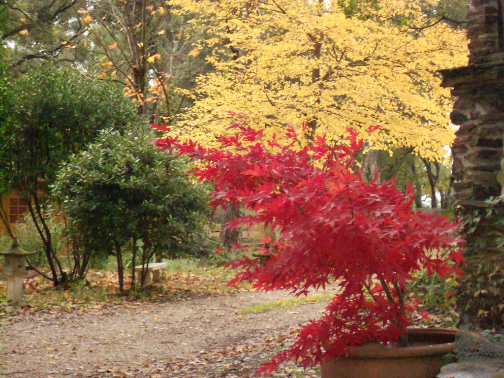Le jardin ( une partie) en automne