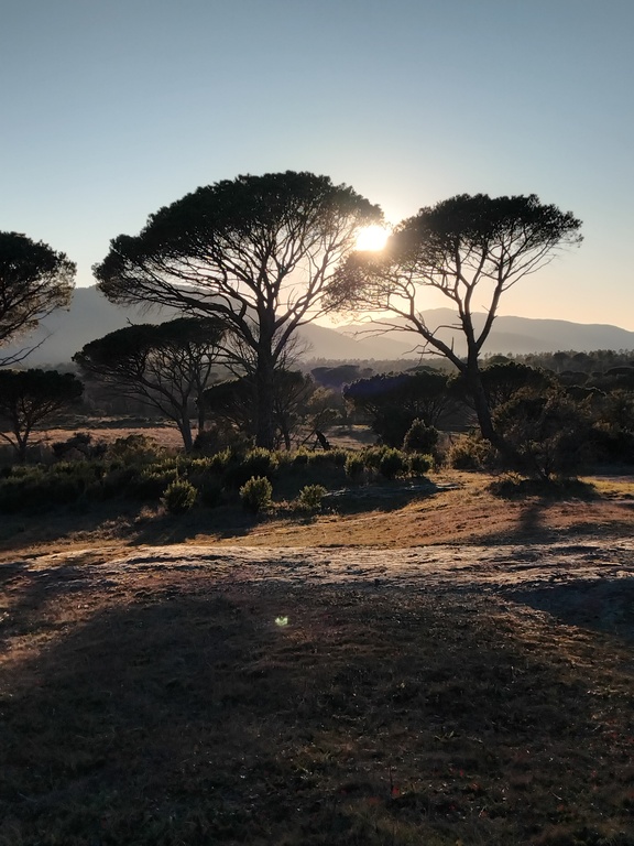 Pins Parasol vers Vidauban