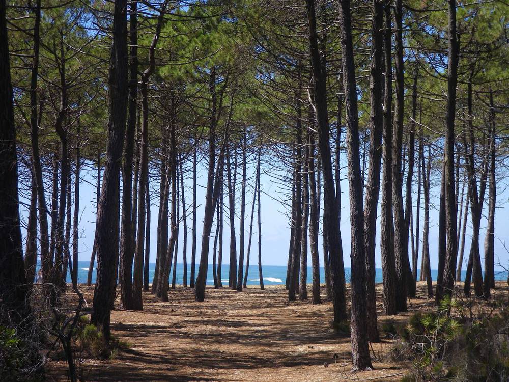 La forêt des landes