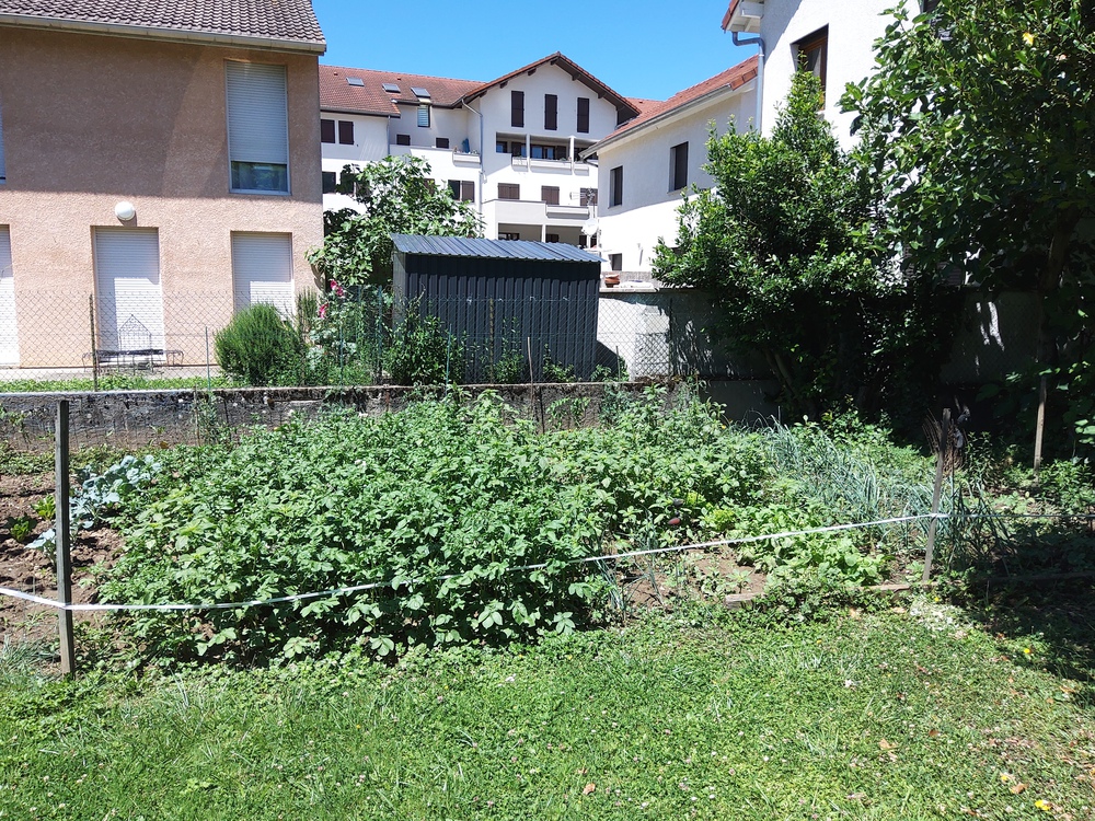 Le potager avec son figuier, où vous pourrez profiter des légumes/fruits de saison.