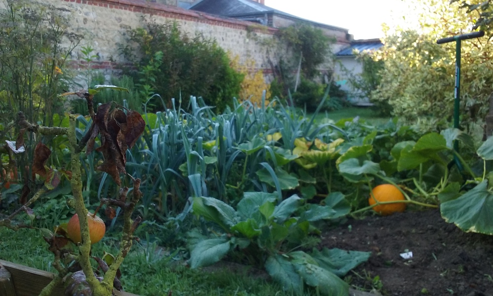 Notre petit potager, début octobre