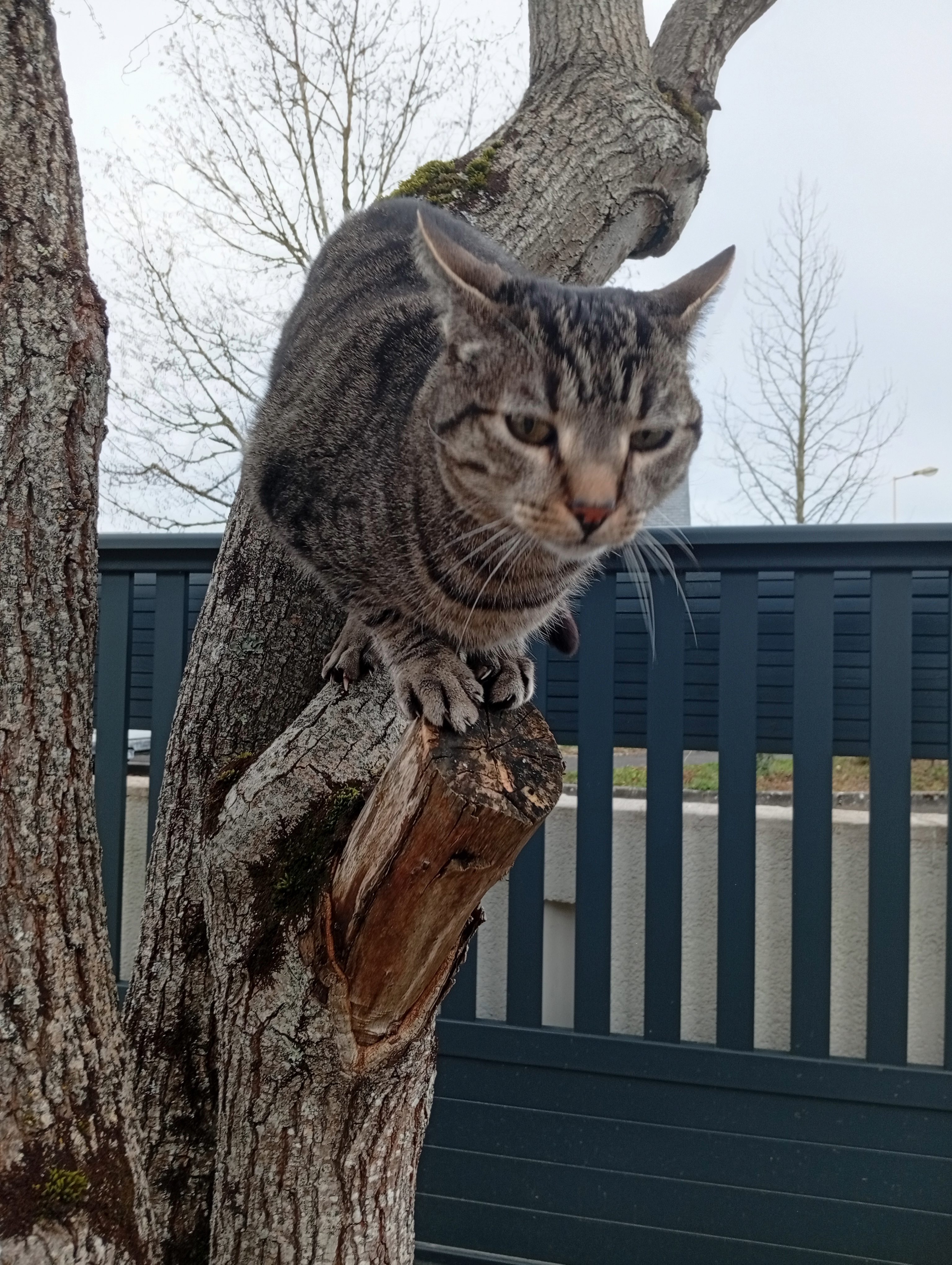 Gaston, le chat de la maison.