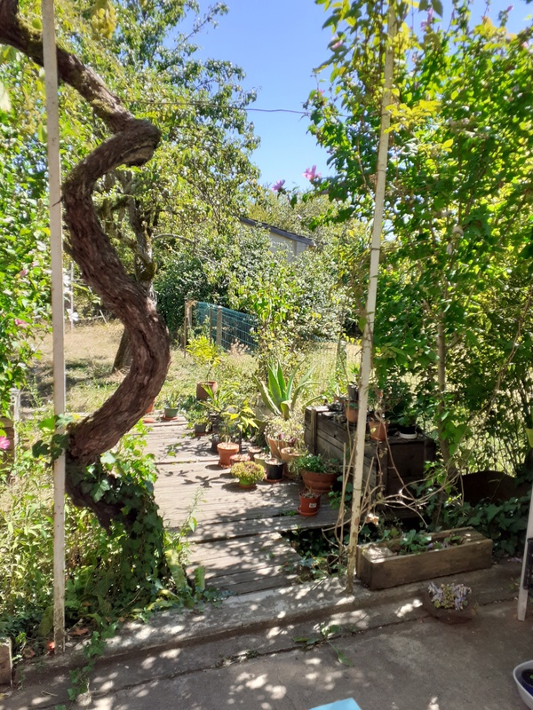 le jardin en été, vu de la terrasse
