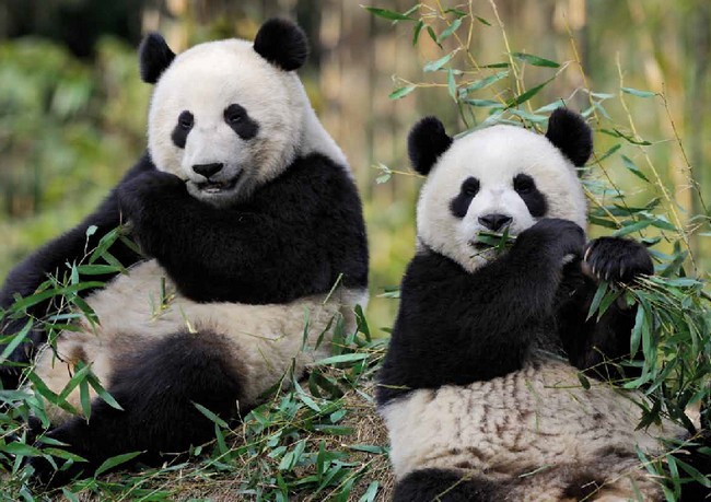 Zoo de Beauval et ses pandas