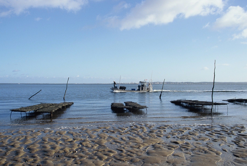 L'Herbe presqu'île du Cap Ferret