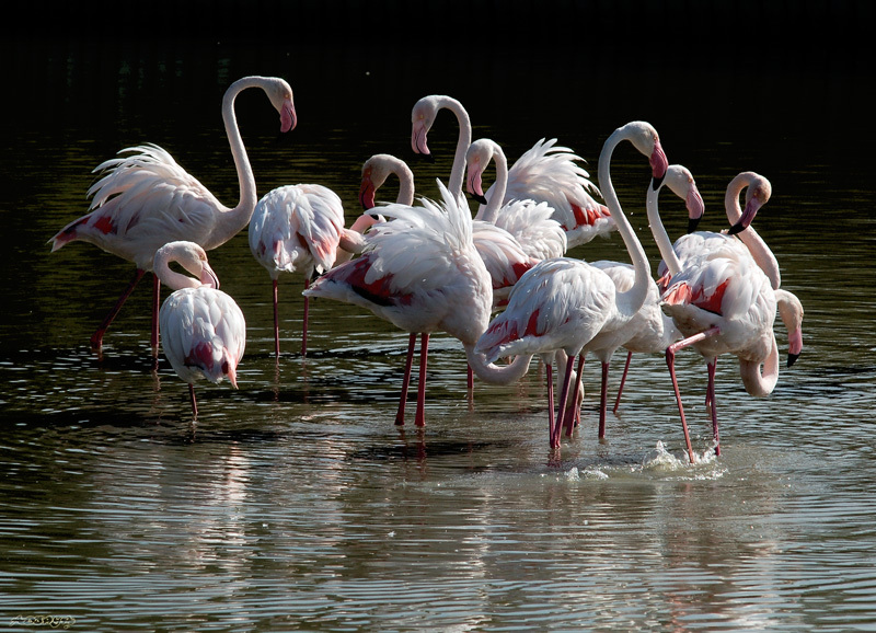 paysage de camargue