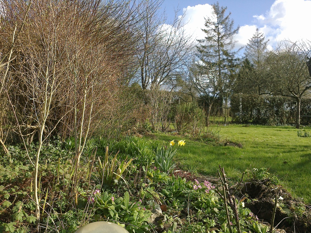 Le jardin à la fin de l'hiver