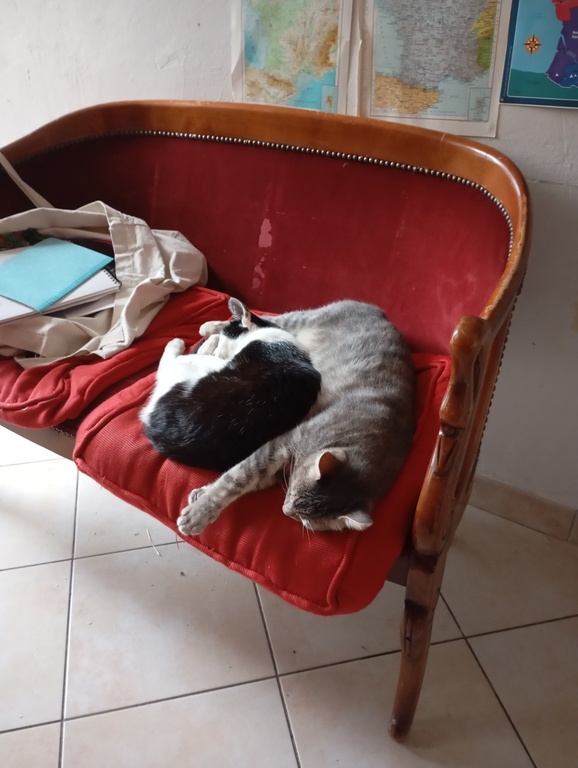 Les chats