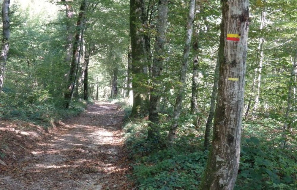 La forêt de Loudéac