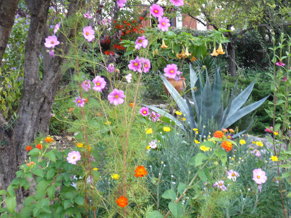 Le jardin en fleur