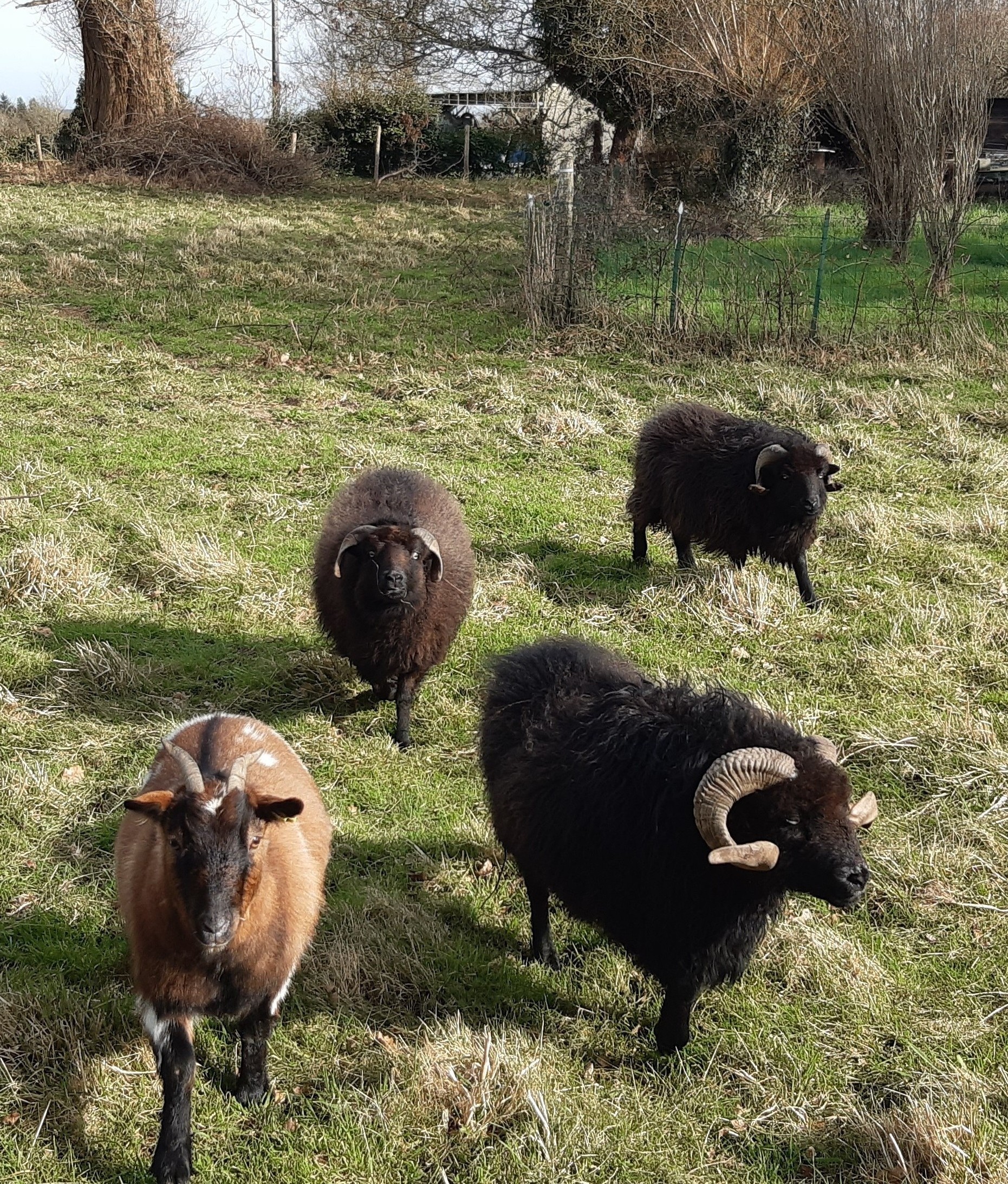 nos moutons et notre chèvre,de la gauche vers la droite: Cassine, Lacoste. Au fond, Mougli et Galten.