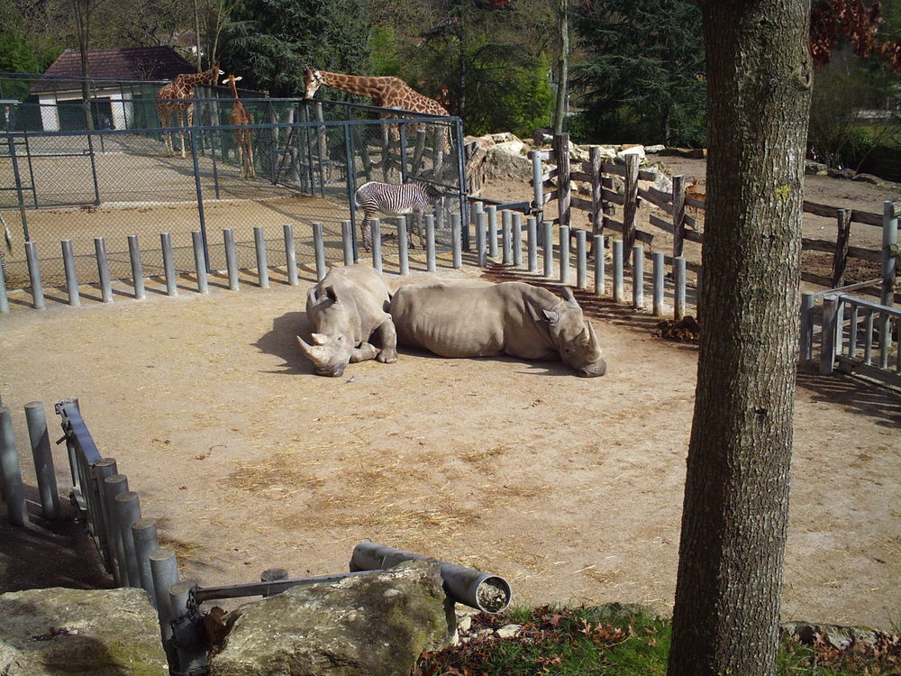 Zoo de Beauval (108 km)