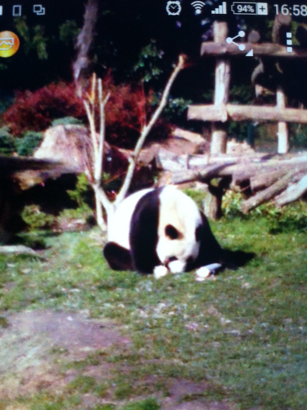 Zoo de Beauval (108 km)