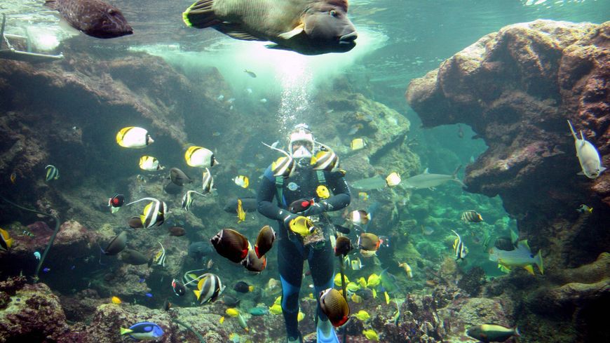 Passez une journée au centre marin d'oceanopolis à Brest, visitez les musées de cette ville étonnante.