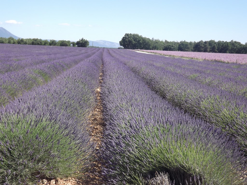 Plateau Valensole