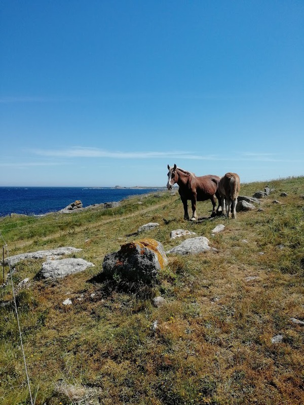 côte sauvage au nord de Brest