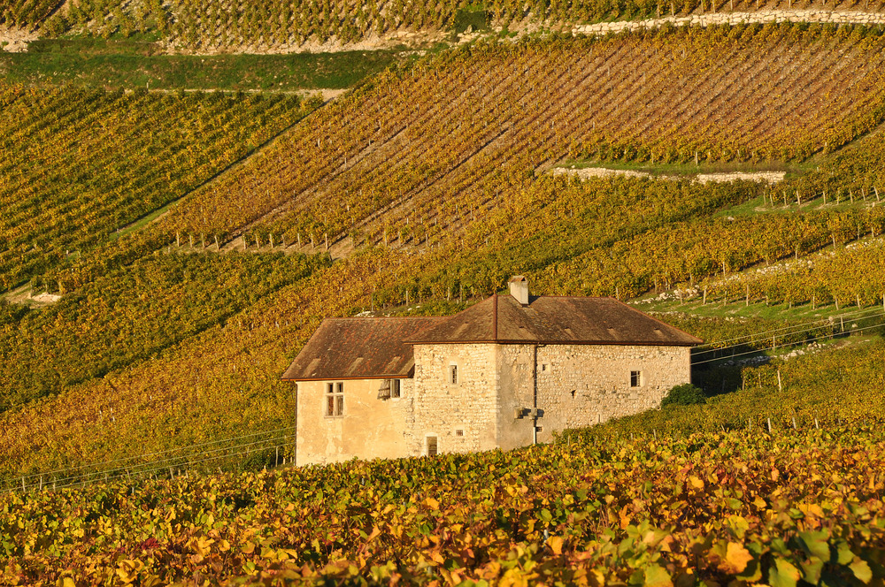 Les côteaux du vignoble , à Jongieux .