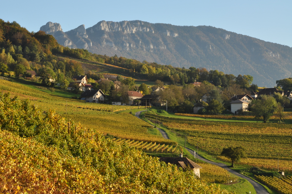 Au fond se dessine " la Dent du Chat " qui surplombe le Lac du Bourget , de l'autre côté de la montagne 