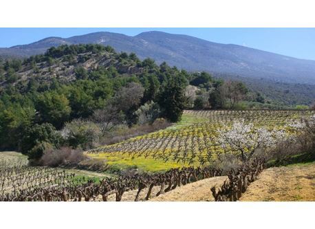 Paysage Provençal