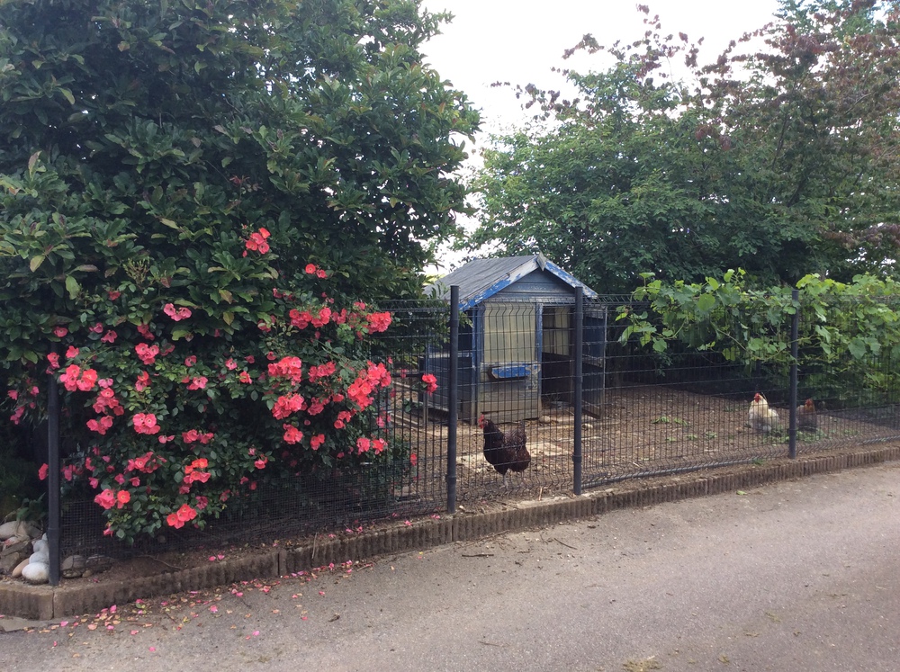 Côté Poules