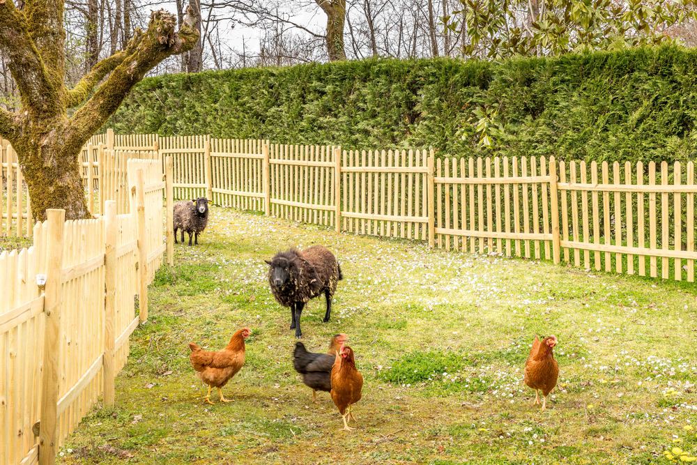 Les poules et moutons