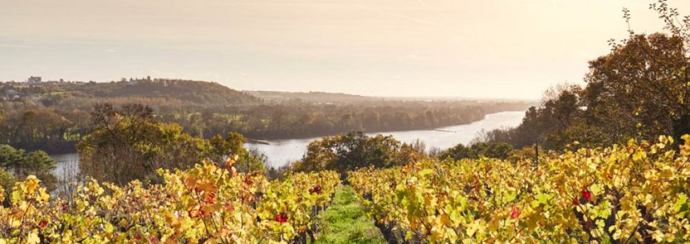 Les vignobles nantais