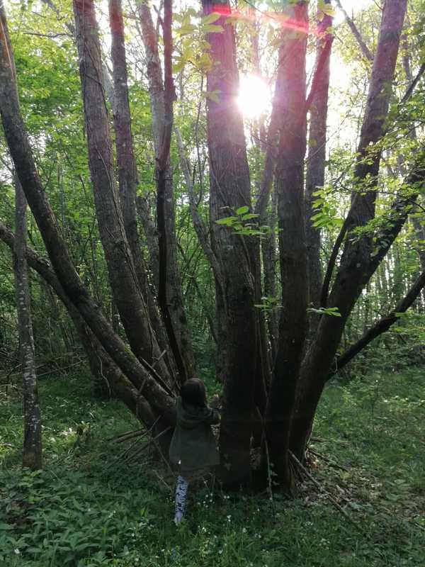 Les alentours. La forêt des fées comme l'appelle Inès