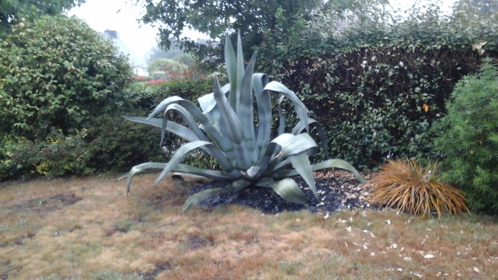 Remarquable agave  ( 27 ans !)