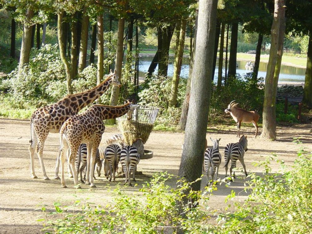 zoo N Hulot Branféré