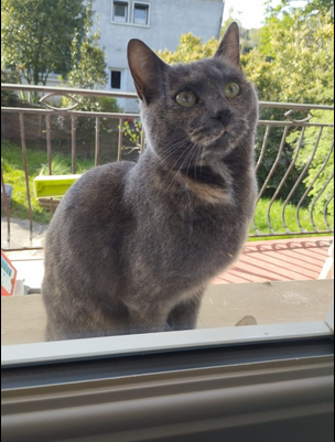 Zelda, notre chatte
