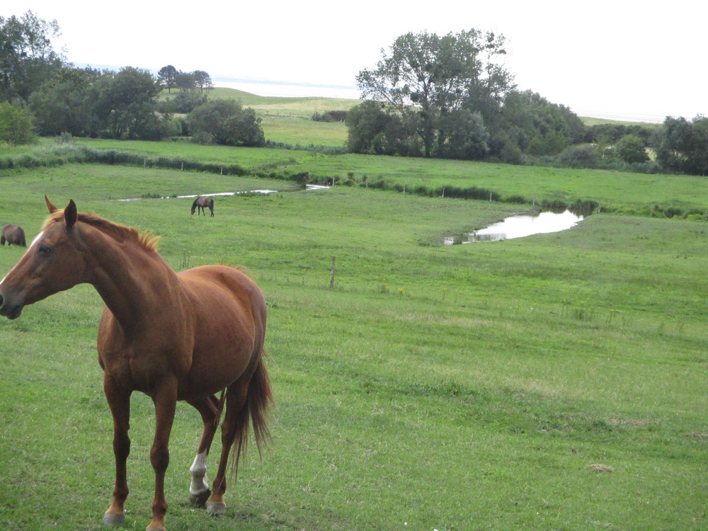 Normandie, pays du cheval
