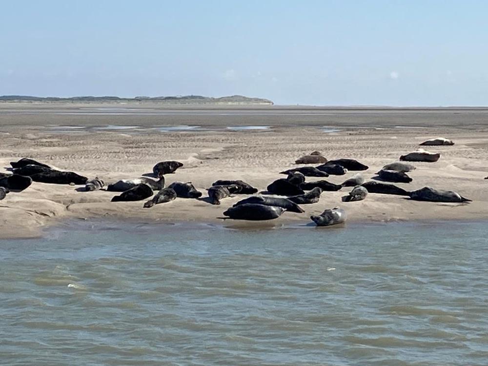 phoques près de Berck sur Mer