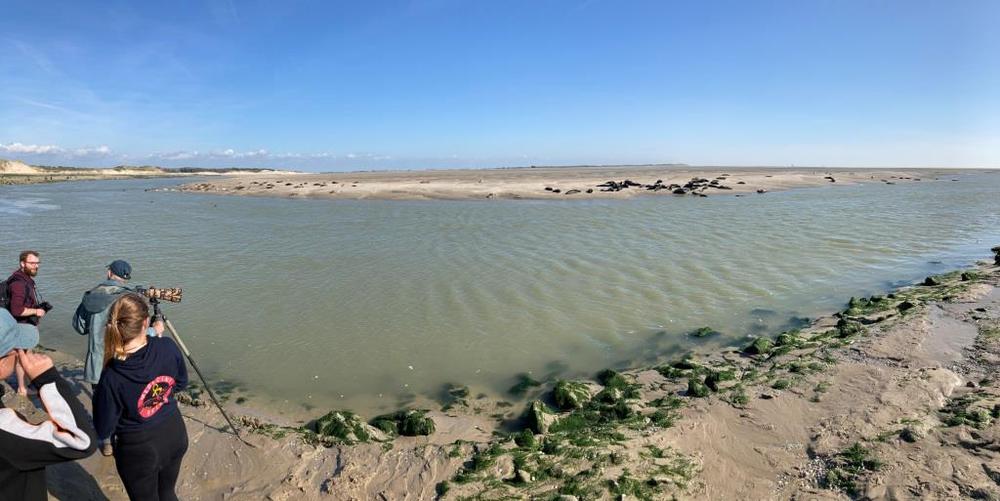 Vue sur les phoques à Berck sur Mer