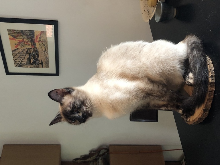 Liza, l'ancienne, un peu sauvage