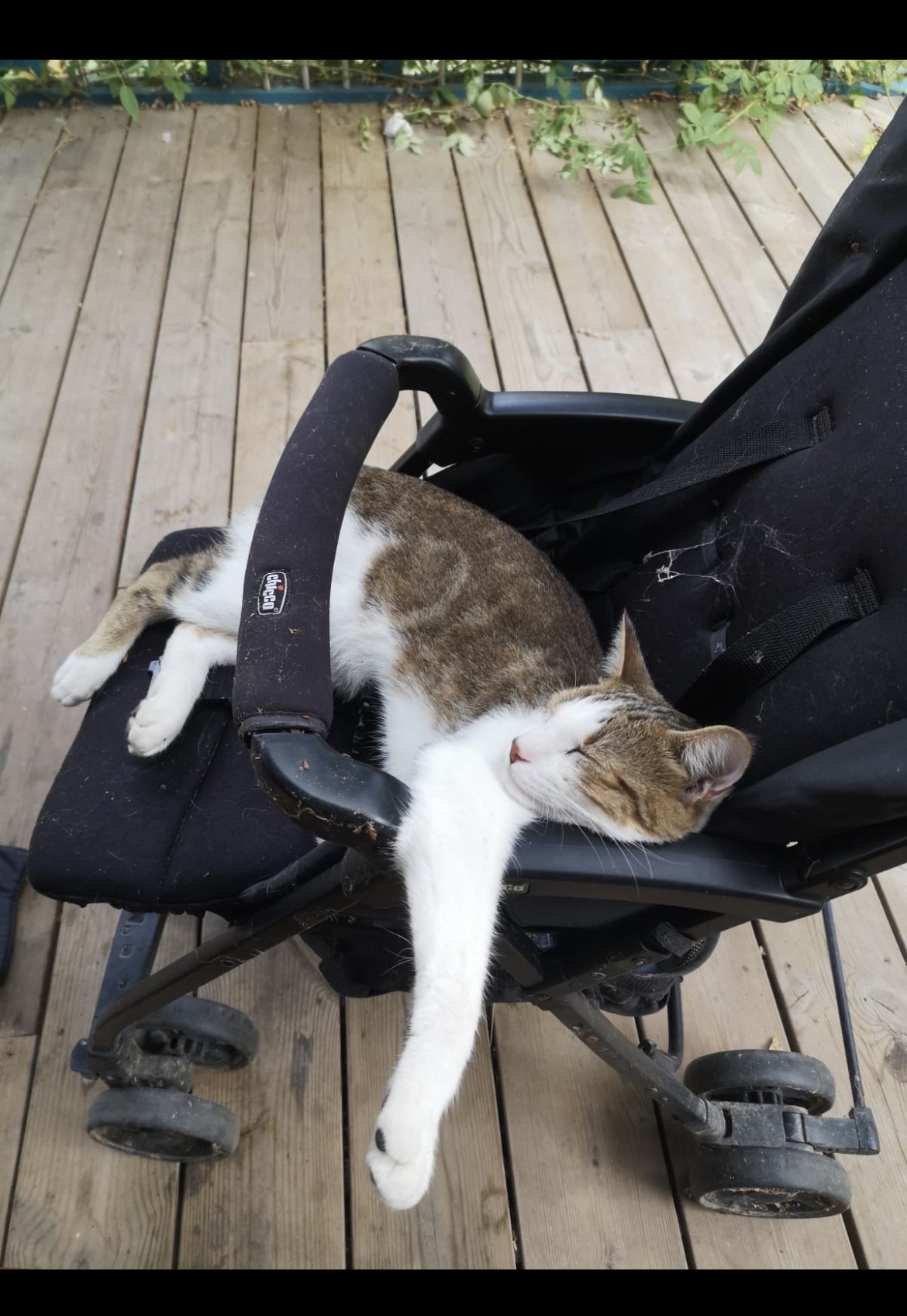 Mic Mac, coquin mais calin