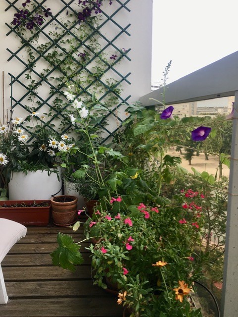Notre balcon tjs foisonnant, en fleurs le + possible