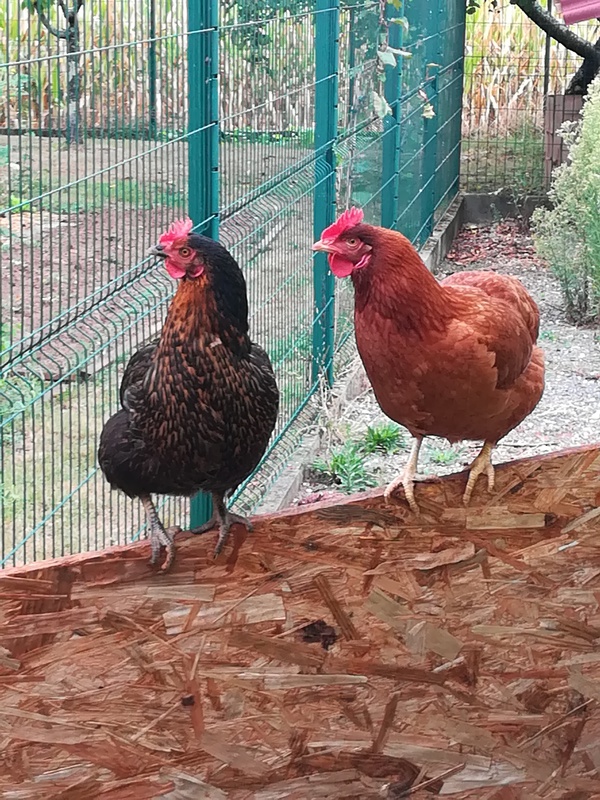 Plumette et Coquette qui peuvent pondre 2 œufs par jour.