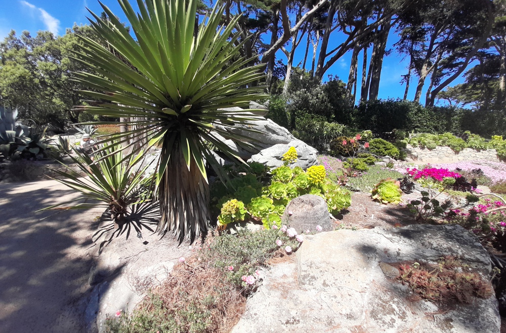 Jardin exotique G.Delaselle  Ile de Batz en mai