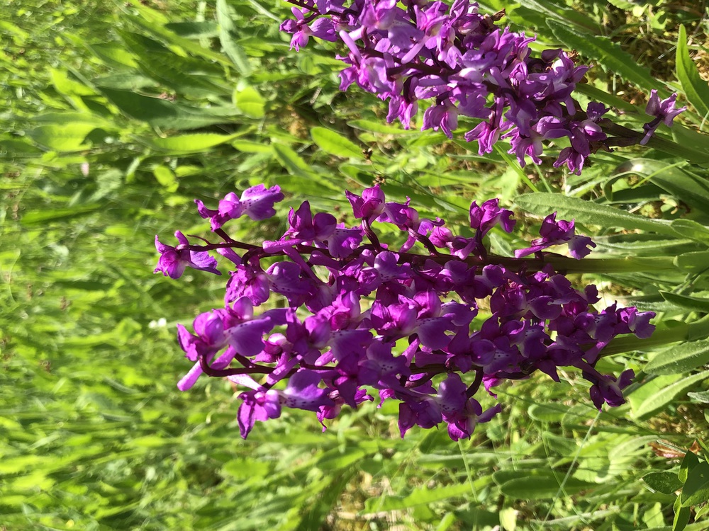 Orchidées sauvages du jardin en mai 2022