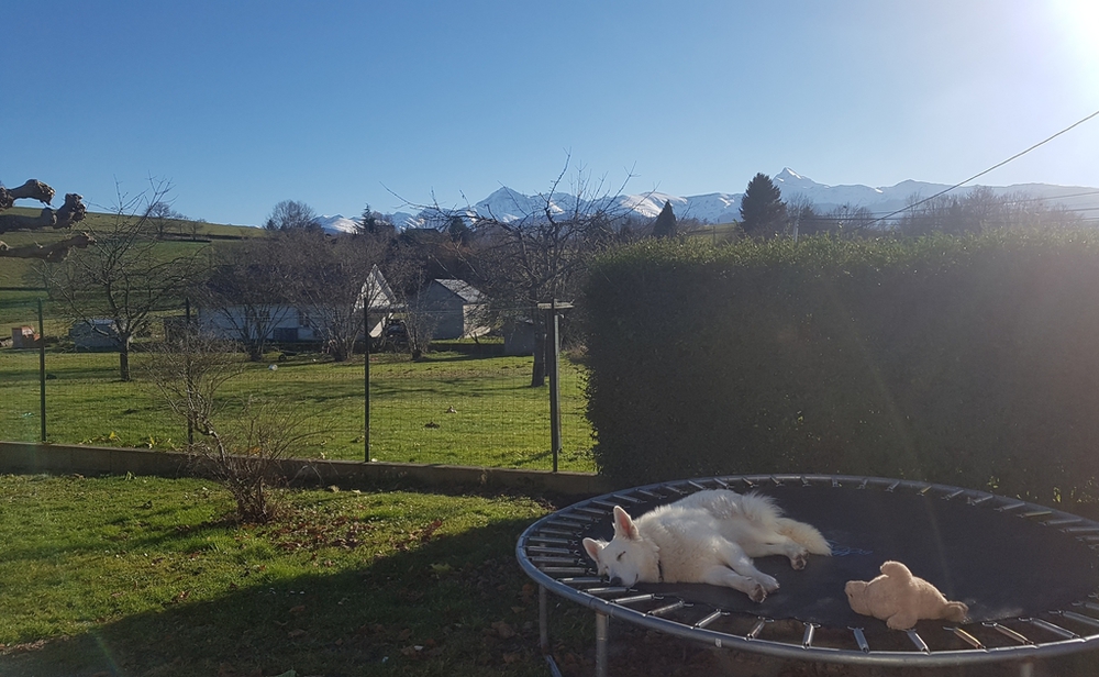 Raja en pleine sieste