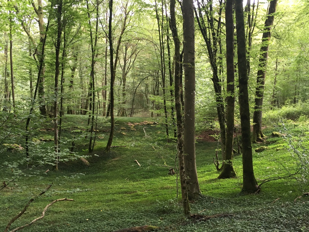 Forêt dans la vallée du Doubs.