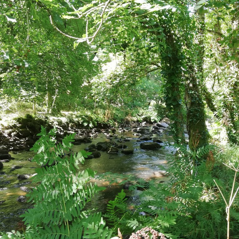 Stangala