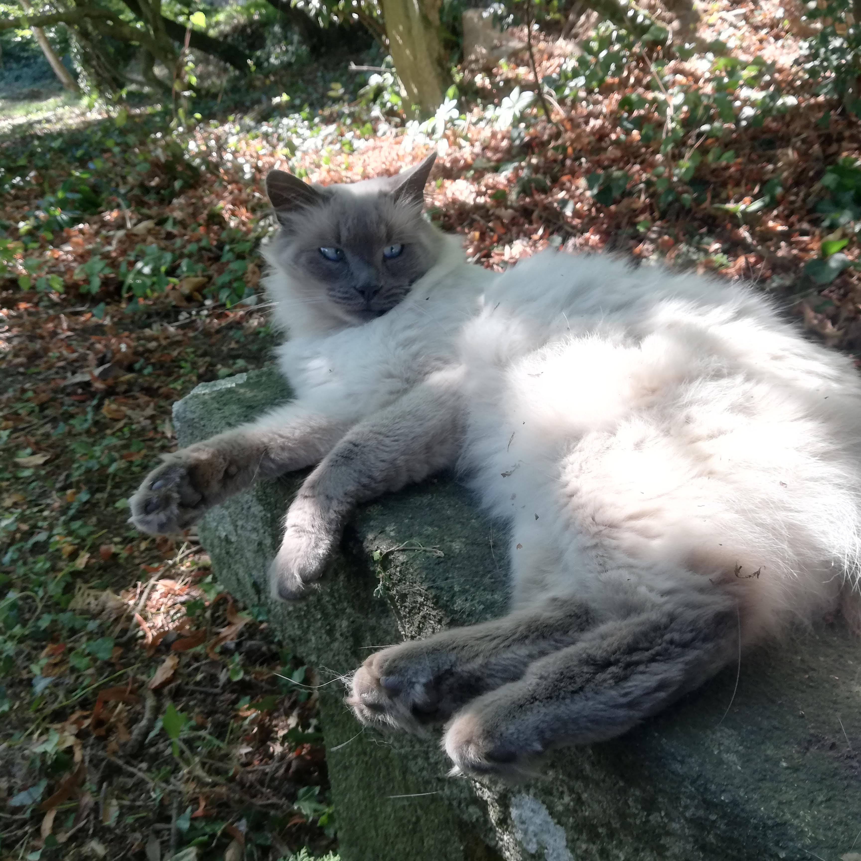 Cara