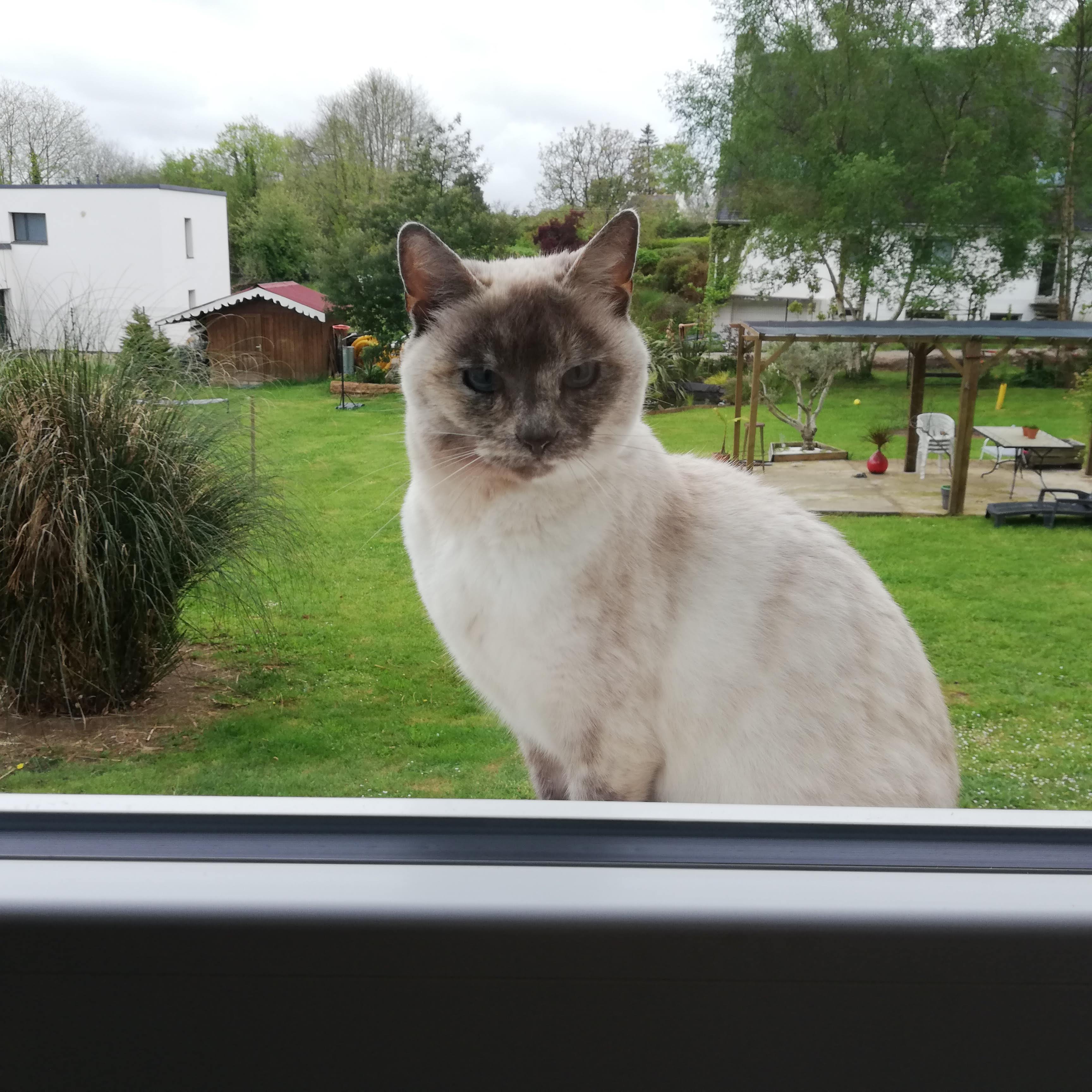 Minette