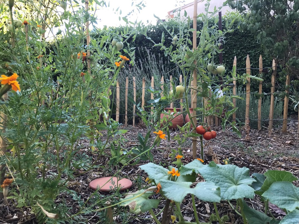 notre petit potager