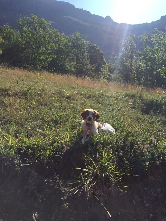 Notre chien Oufy