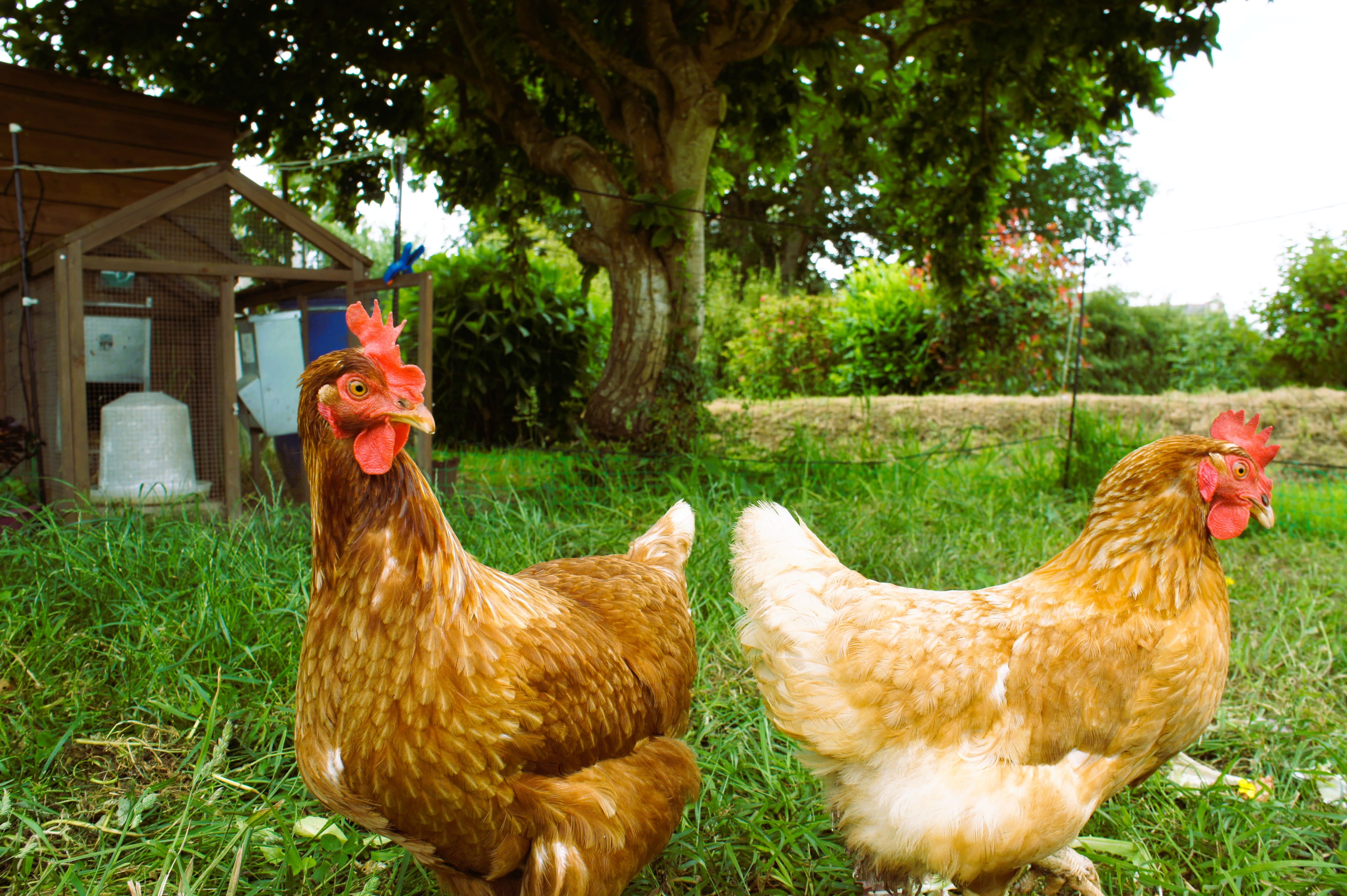 Nos deux poules